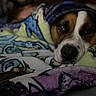 Mortimer joined the competition — help win amazing prizes! dog, blanket, sleepy, cozy, resting, pet, indoor, closeup, animal, soft, comfort, wrapped, face, fur, colorful, laying, cute, warm, napping, relaxed