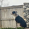 dog, sitting, outdoor, garden, fence, stone_wall, pet, animal, side_view, calm, nature, daylight, fur, quiet, watching, domestic_animal, canine, backyard, peaceful, plant