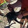 Plum is registered to the contest to win money with this photo: dog, person, barefoot, outdoor, sidewalk, rocks, house, playful, sunny, shadow, black_dog, holding, arm, leg, tattoo, bracelet, green_toy, window, concrete, casual_clothing
