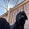 black_dog, dog, pet, outdoor, fence, wooden_fence, sky, daylight, canine, animal, portrait, looking_up, teeth, fur, person_partial, hair, shoulder, casual, nature, background