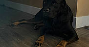 Plum is registered to the contest to win money with this photo: dog, black_dog, tan_paws, lying_down, floor, wooden_floor, indoor, pet, animal, canine, resting, shadow, wall, baseboard, quiet, calm, companion, domestic, house, background