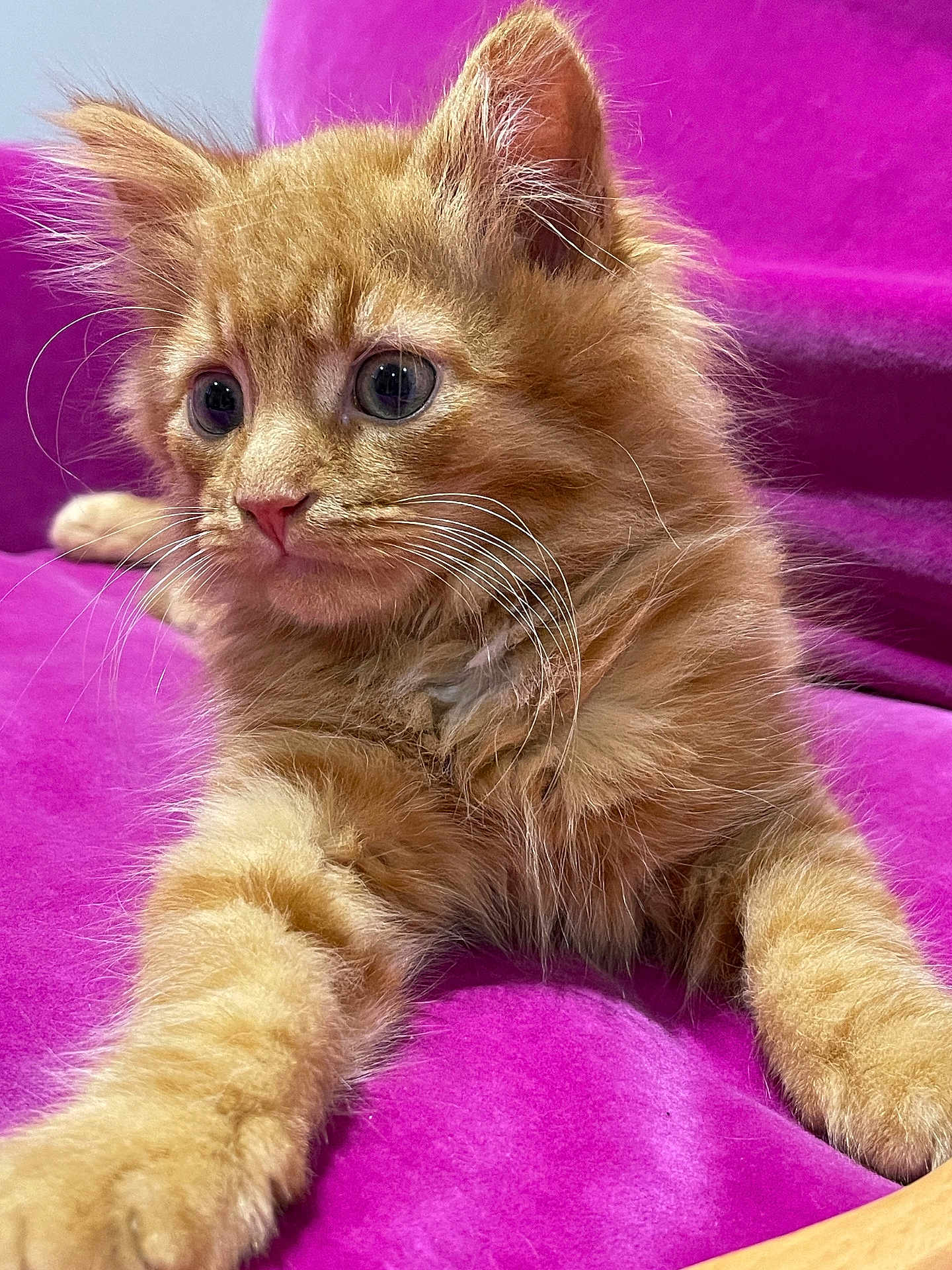 Maximus is registered to the contest to win money with this photo: animal, cat, chair, closeup, cozy, curious, cute, domestic_cat, feline, fluffy, ginger_cat, indoor, kitten, paws, pet, purple_chair, relaxed, soft_fur, whiskers, young_cat