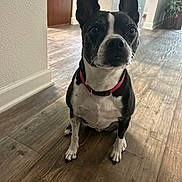 Zeus is registered to the contest to win money with this photo: dog, black_and_white, pet, indoor, floor, wood_floor, ears, collar, red_collar, animal, canine, sitting, looking, attention, house, home_interior, door, wall, plant, light