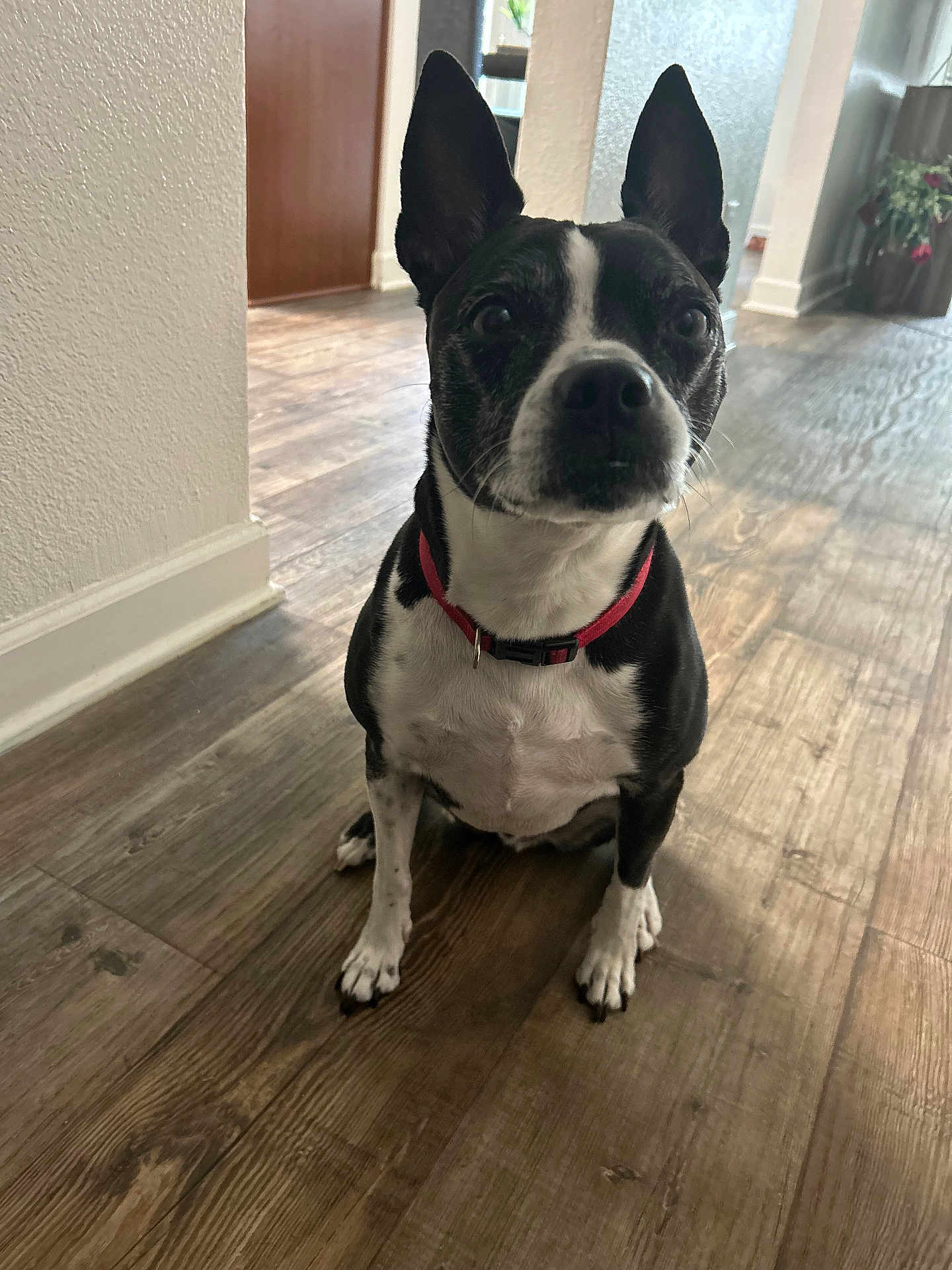 Zeus is registered to the contest to win money with this photo: dog, black_and_white, pet, indoor, floor, wood_floor, ears, collar, red_collar, animal, canine, sitting, looking, attention, house, home_interior, door, wall, plant, light