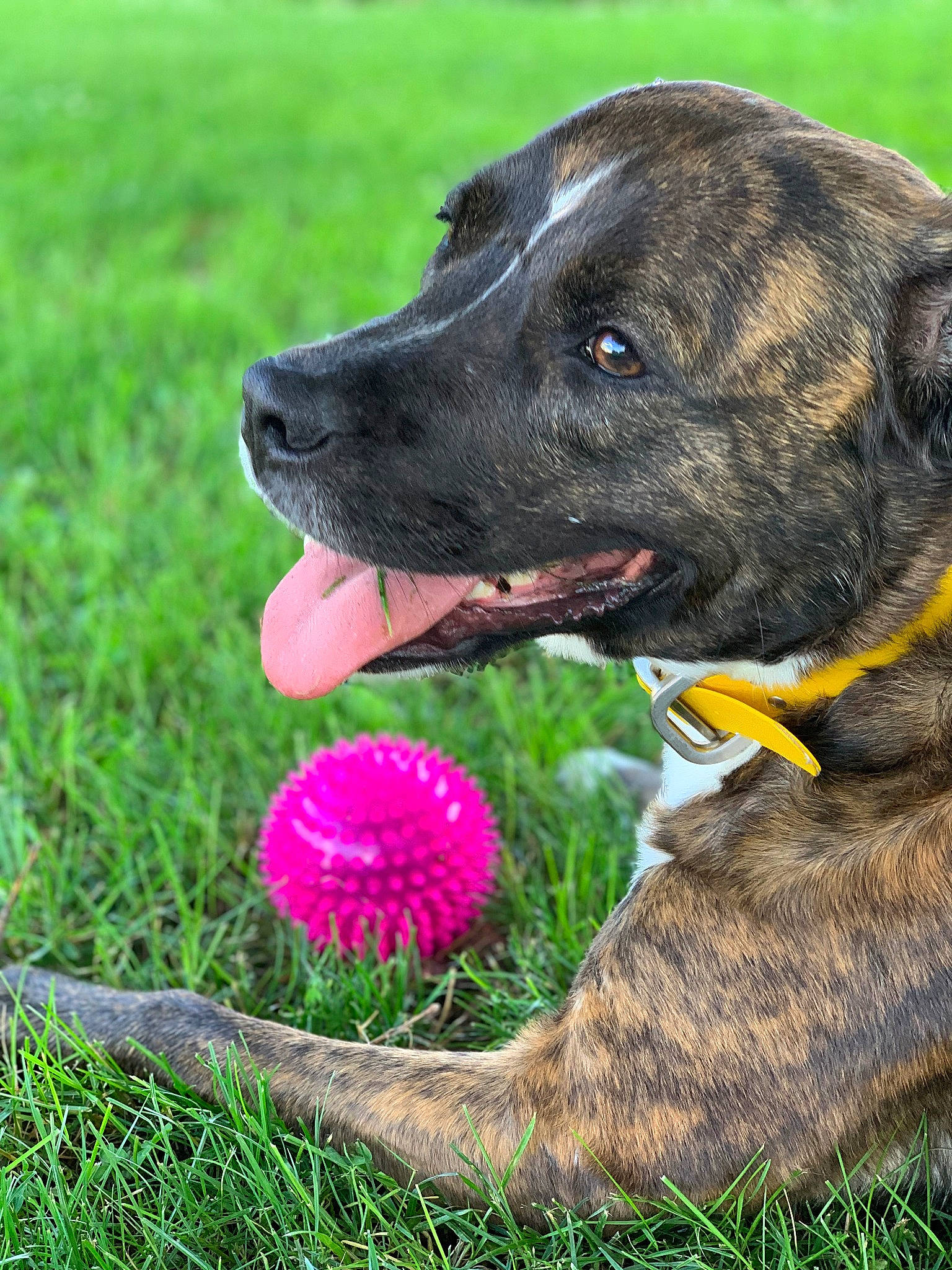 Amelia is registered to the contest to win money with this photo: alaunt, bullmastiff, cane_corso, canidae, carnivore, cimarron_uruguayo, dog, dog_breed, fawn, flower, grass, mammal, perro_de_presa_canario, plant, rare_breed_dog, snout, sporting_group, vertebrate