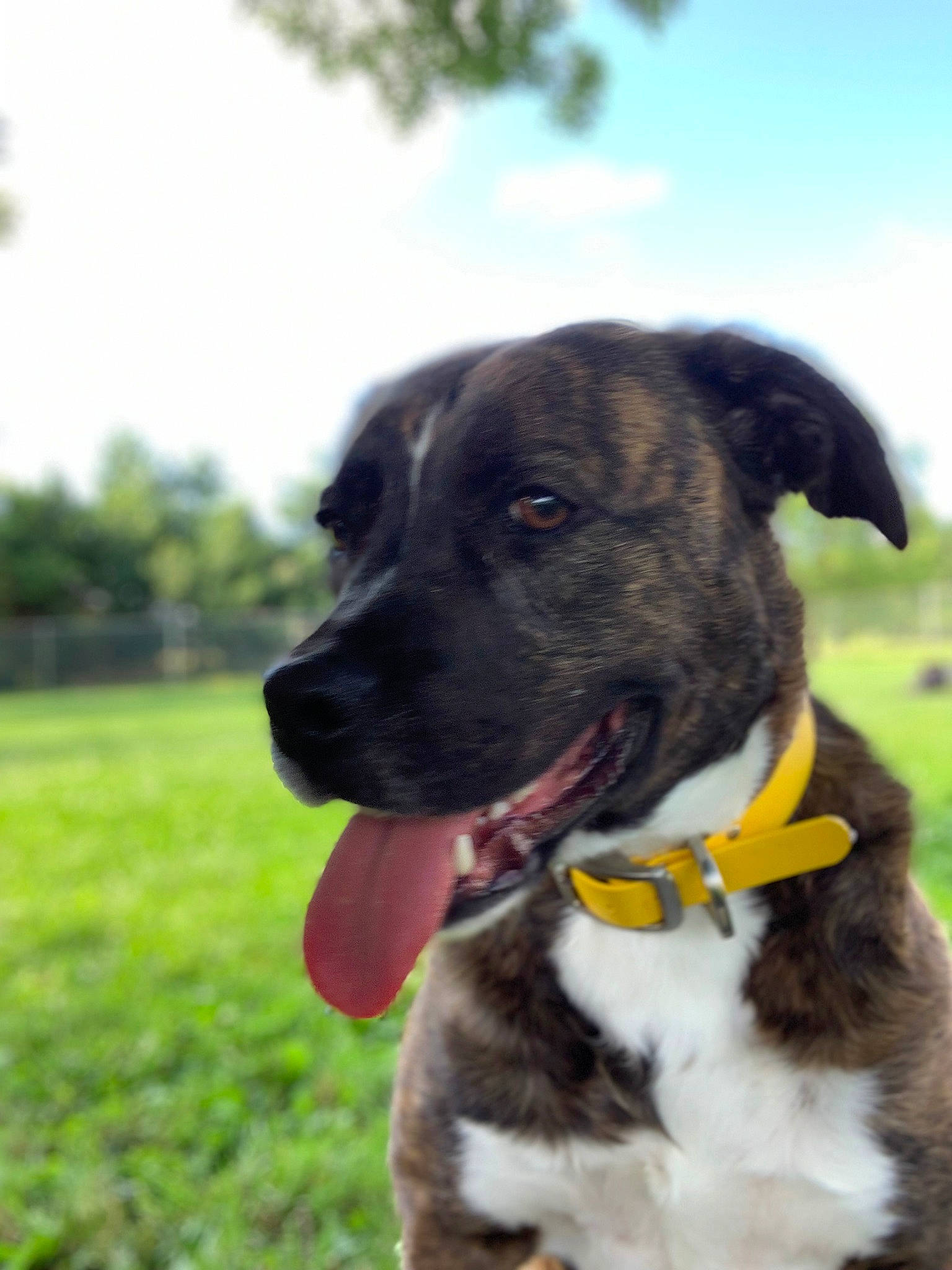 Amelia is registered to the contest to win money with this photo: alano_espanol, alaunt, borador, canidae, carnivore, collar, dog, dog_breed, dog_collar, grass, mammal, plant, rafeiro_do_alentejo, rare_breed_dog, snout, sporting_group, vertebrate