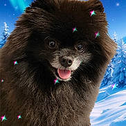 Tsuki participe au concours pour gagner de l'argent avec cette photo : dog, black_fur, fluffy, tongue_out, happy, winter, snow, snowy_trees, aurora_borealis, night_sky, sparkles, portrait, animal, cute, pet, outdoor, nature, cold, festive, smiling