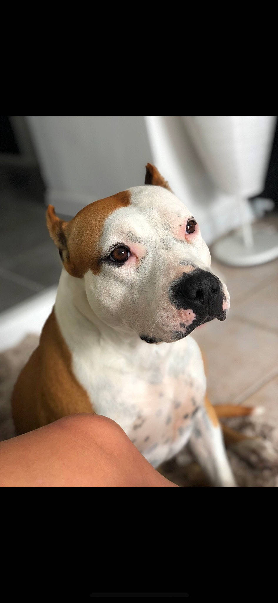 Maé a rejoint le concours — aidez-le/la à gagner de superbes lots ! american_pit_bull_terrier, american_staffordshire_terrier, bully_kutta, canidae, carnivore, companion_dog, cordoba_fighting_dog, dog, dog_breed, ear, fawn, mammal, non_sporting_group, nose, pit_bull, rare_breed_dog, snout, staffordshire_bull_terrier, valley_bulldog, vertebrate