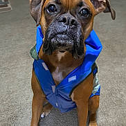 Axel joined the competition — help win amazing prizes! accessories, animal, belt, boxer, bulldog, canine, clothing, dog, formalwear, frenchbulldog, harness, indoors, interiordesign, lifejacket, pet, pitbull, pug, puppy, tie, vest