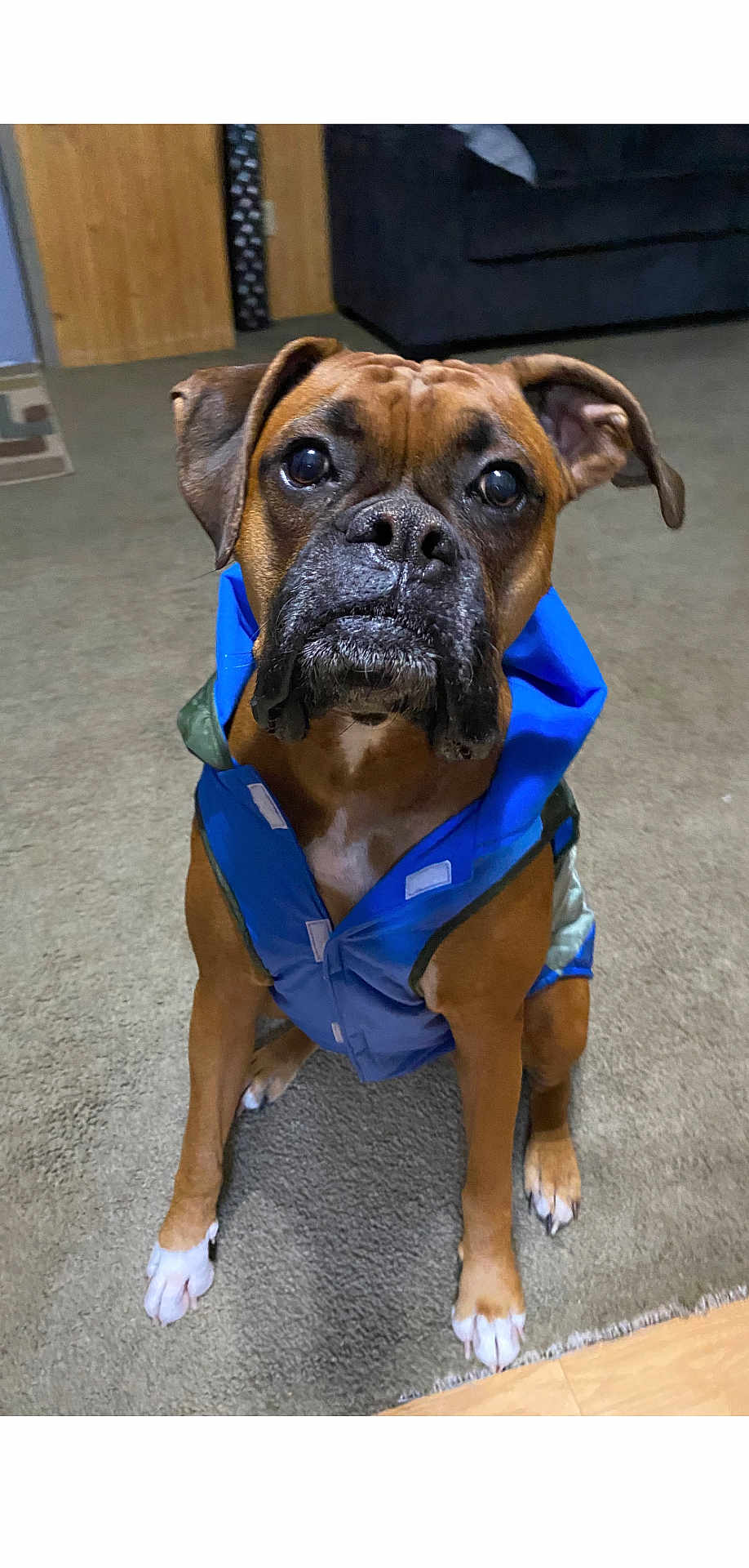 Axel joined the competition — help win amazing prizes! accessories, animal, belt, boxer, bulldog, canine, clothing, dog, formalwear, frenchbulldog, harness, indoors, interiordesign, lifejacket, pet, pitbull, pug, puppy, tie, vest