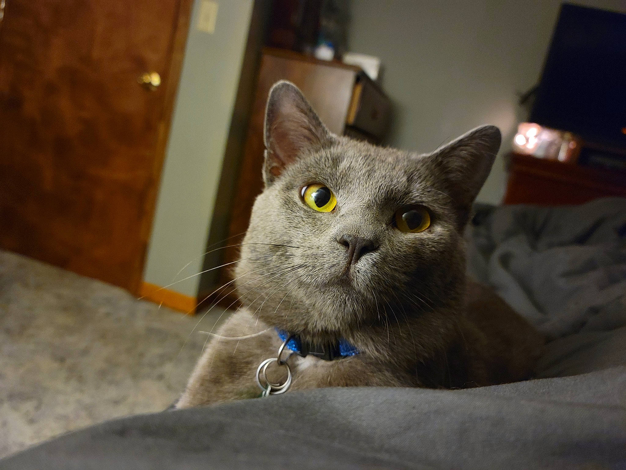 Smokey is registered to the contest to win money with this photo: carnivore, cat, comfort, domestic_short_haired_cat, felidae, fur, grey, russian_blue, small_to_medium_sized_cats, snout, terrestrial_animal, whiskers