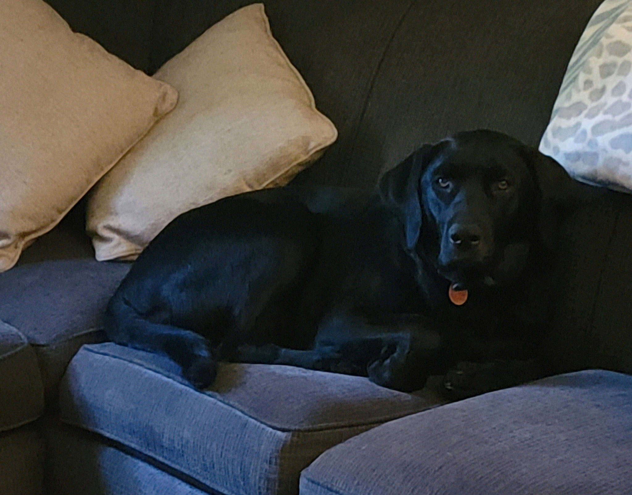 Mizuno joined the competition — help win amazing prizes! borador, carnivore, comfort, companion_dog, dog, dog_breed, dog_supply, fur, grey, guard_dog, gun_dog, whiskers, working_animal