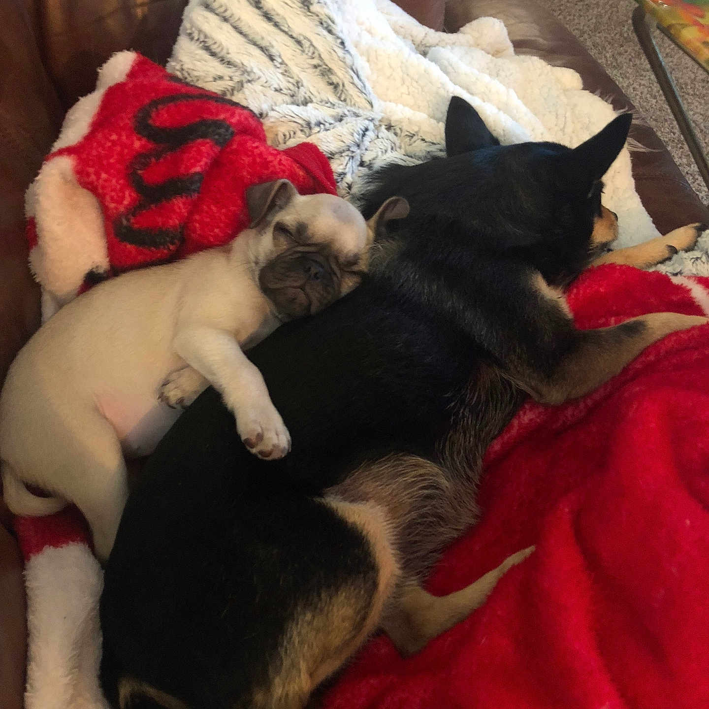 Rosie is registered to the contest to win money with this photo: animal, blanket, brown, comfort, companion, couch, cozy, cute, dog, domestic, friendship, fur, indoors, laying, pet, puppy, relaxation, resting, sleeping, snuggling