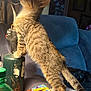 bottle, cat, couch, curious, fur, household_item, indoor, kitten, lamp, lamp_base, side_profile, sofa, soft_light, spongebob, standing, table, tail, tin_box, upholstery, whiskers