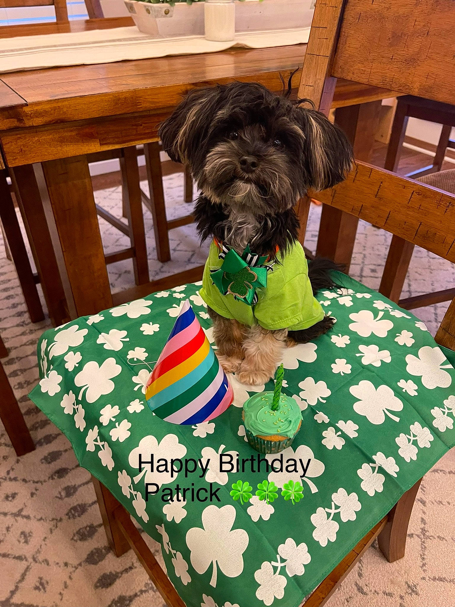 Patrick joined the competition — help win amazing prizes! carnivore, chair, companion_dog, dog, dog_breed, dog_supply, green, hardwood, liver, rectangle, small_terrier, sporting_group, standard_schnauzer, table, terrier, toy_dog, vertebrate, water_dog, wood, working_animal