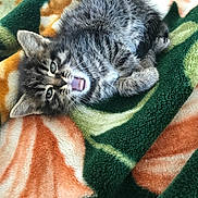 Neige participe au concours pour gagner de l'argent avec cette photo : kitten, cat, feline, animal, pet, fur, tabby, yawning, blanket, cozy, cute, small, whiskers, eyes, paw, resting, indoor, sleepy, soft, domestic