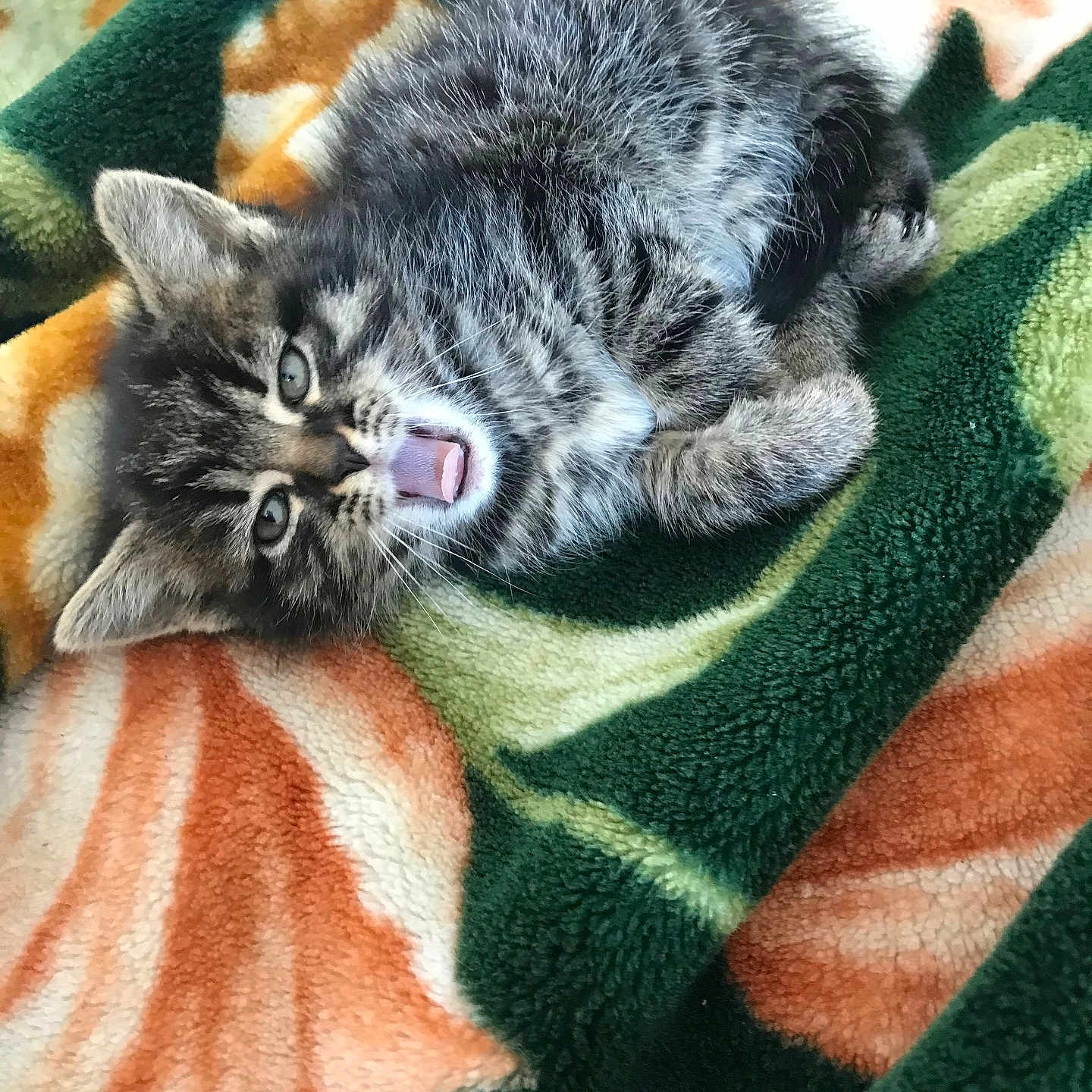 Neige participe au concours pour gagner de l'argent avec cette photo : animal, blanket, cat, cozy, cute, domestic, eyes, feline, fur, indoor, kitten, paw, pet, resting, sleepy, small, soft, tabby, whiskers, yawning