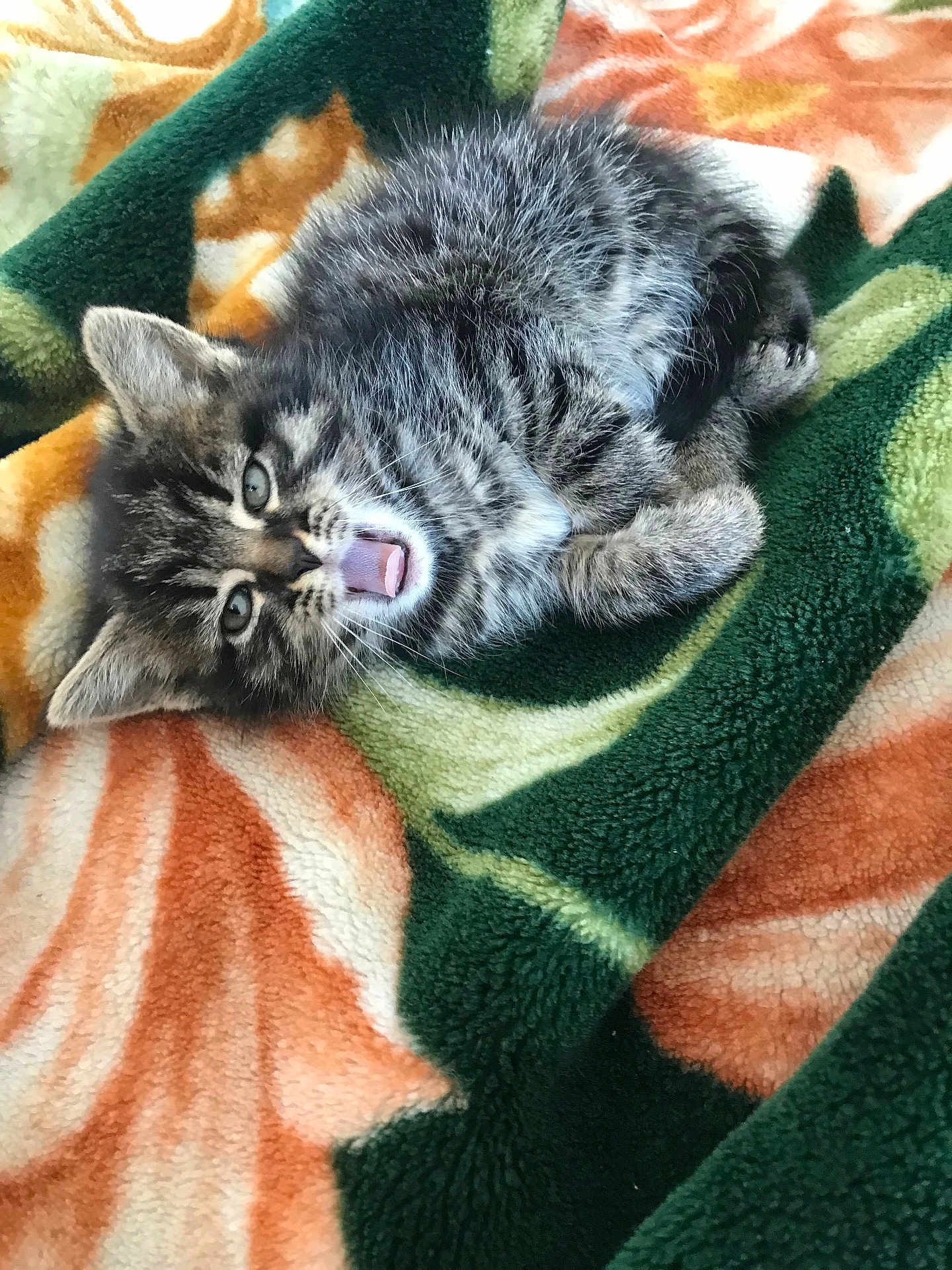 Neige participe au concours pour gagner de l'argent avec cette photo : kitten, cat, feline, animal, pet, fur, tabby, yawning, blanket, cozy, cute, small, whiskers, eyes, paw, resting, indoor, sleepy, soft, domestic