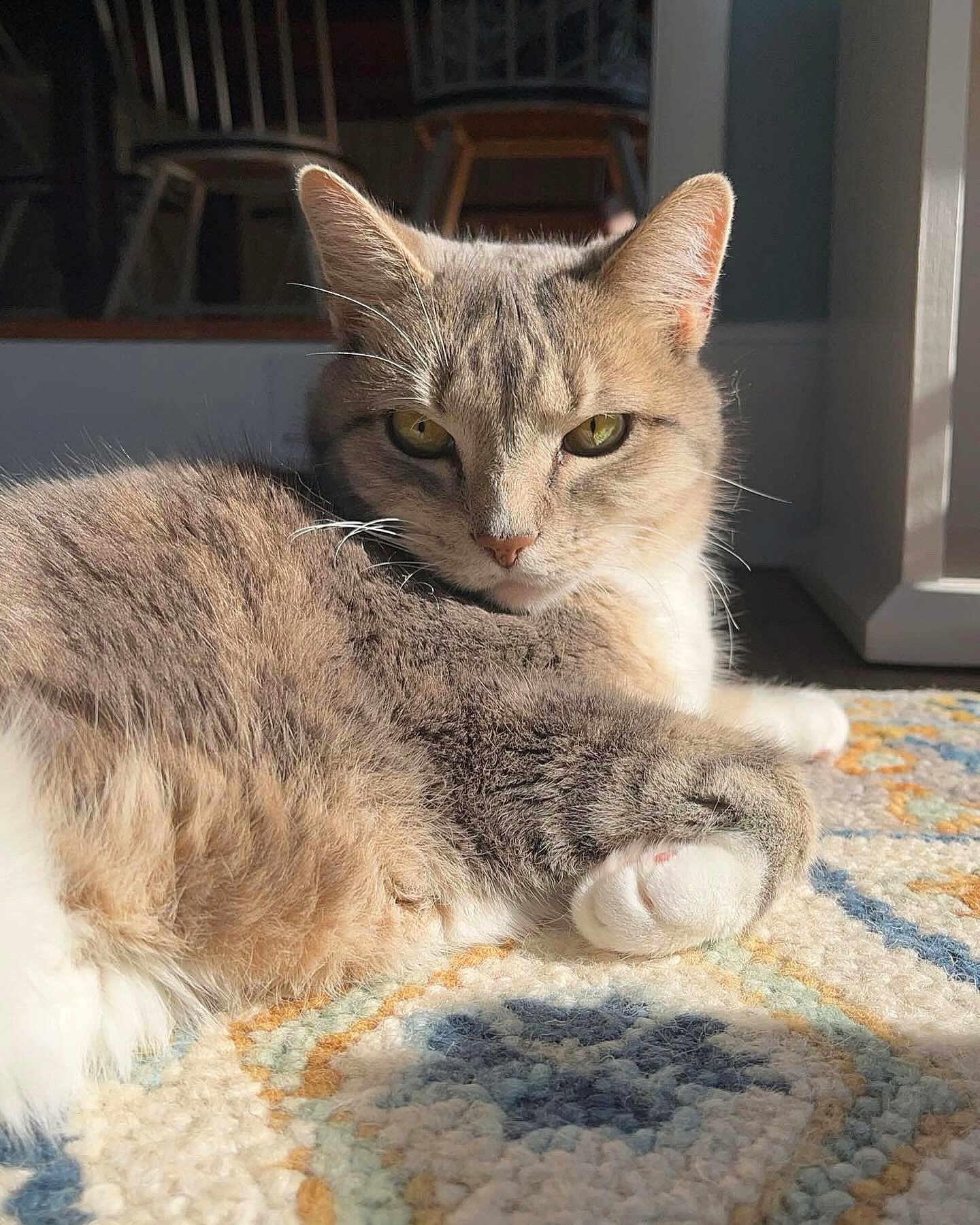 Caesar is registered to the contest to win money with this photo: abyssinian, angora, animal, blanket, cat, chair, egyptiancat, furniture, hardwood, homedecor, indoors, kitten, manx, pet, quilt, wood