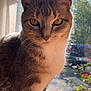Caesar joined the competition — help win amazing prizes! abyssinian, angora, animal, cat, egyptiancat, flower, herbal, herbs, kitten, manx, pet, plant, pottedplant, siamese, window, windowsill