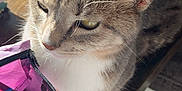 Caesar is registered to the contest to win money with this photo: abyssinian, accessories, animal, bag, book, cat, chair, desk, drawer, face, furniture, handbag, head, indoors, kitten, pet, publication, shelf, table, wood