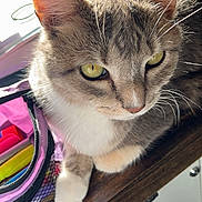 Caesar is registered to the contest to win money with this photo: abyssinian, accessories, angora, animal, bag, cabinet, cat, closet, cupboard, desk, drawer, furniture, handbag, homedecor, kitten, manx, pet, shelf, table, wood