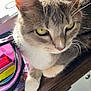 abyssinian, accessories, angora, animal, bag, cabinet, cat, closet, cupboard, desk, drawer, furniture, handbag, homedecor, kitten, manx, pet, shelf, table, wood