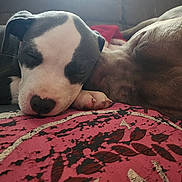 Skyler joined the competition — help win amazing prizes! dog, puppy, sleeping, close_up, indoor, resting, animal, canine, face, paw, blanket, red, pattern, fur, cute, peaceful, companion, nap, cozy, friendship
