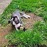 puppy, dog, grass, dirt, outdoor, playful, chewing, pet, canine, young_dog, nature, greenery, sidewalk, building_edge, leash, animal, garden, summer, daytime, cute