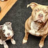 Major joined the competition — help win amazing prizes! dog, puppy, brown_coat, white_markings, gray_coat, indoor, carpet, looking_up, pet, animal, cute, domestic_animal, two_dogs, floor, ears, eyes, nose, sitting, companion, friendship