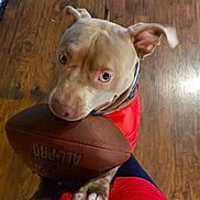 Major is registered to the contest to win money with this photo: dog, football, red_jersey, wooden_floor, pet, animal, indoor, brown_floor, cute, playful, paws, looking_up, mouth_holding, canine, domestic_animal, toy, sports, closeup, friendly, companion