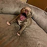 Major is registered to the contest to win money with this photo: puppy, dog, pet, yawn, bed, cozy, fur, cute, animal, indoors, small, sleepy, mouth_open, pink_tongue, paws, canine, adorable, resting, young, domestic_animal
