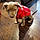 Major