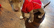 Major is registered to the contest to win money with this photo: puppy, dog, red_jersey, wooden_floor, indoor, pet, young_dog, flooring, animal, sitting, brown_fur, canine, cute, domestic_animal, fur, ears, tail, shadow, furniture, metal_mesh