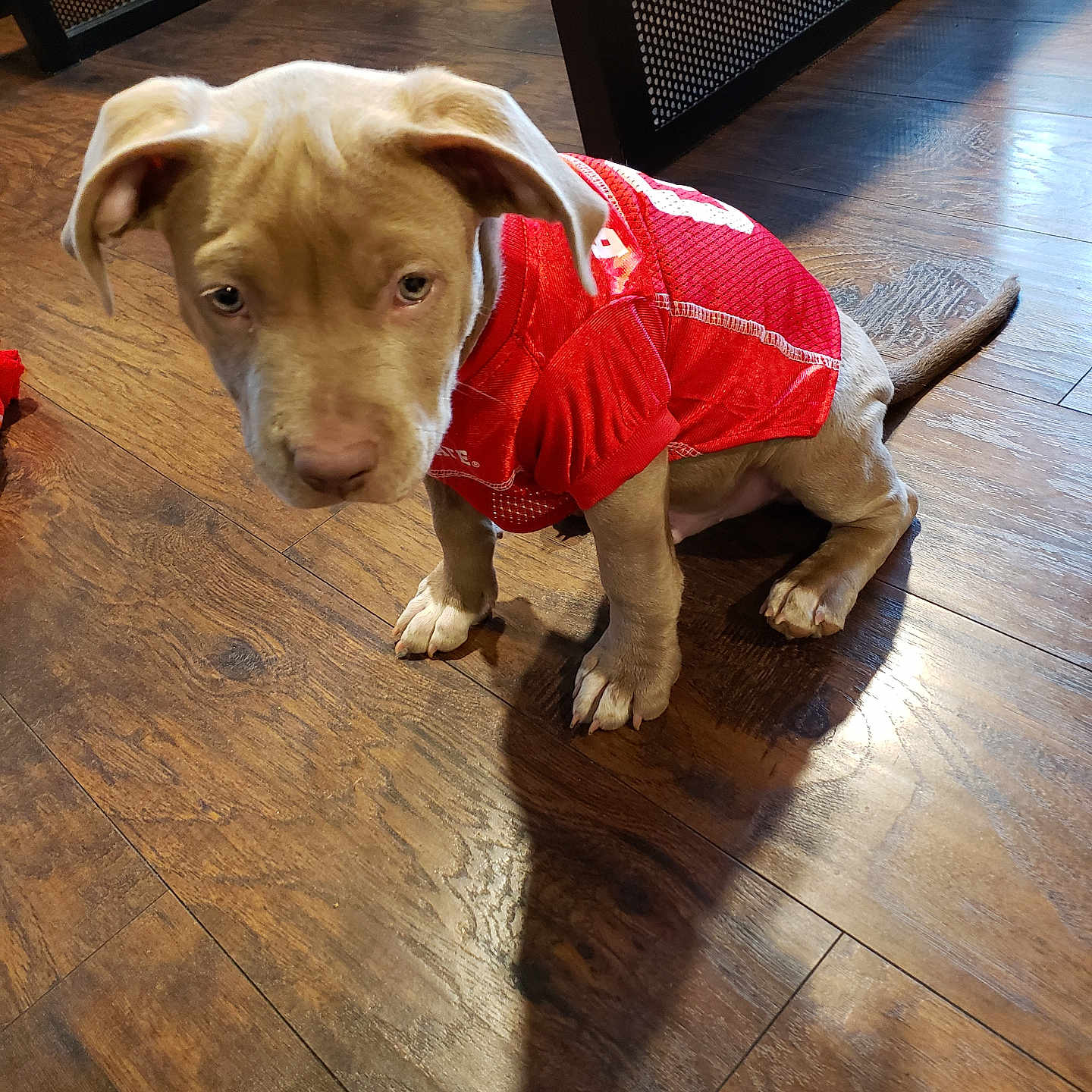Major is registered to the contest to win money with this photo: puppy, dog, red_jersey, wooden_floor, indoor, pet, young_dog, flooring, animal, sitting, brown_fur, canine, cute, domestic_animal, fur, ears, tail, shadow, furniture, metal_mesh