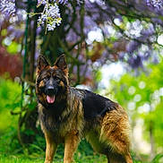 Sanka a rejoint le concours — aidez-le/la à gagner de superbes lots ! animal, canine, coyote, dog, field, flower, geranium, germanshepherd, grass, grassland, herbal, lupin, nature, outdoors, pet, plant, policedog, puppy, terrier, vegetation