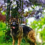 animal, canine, coyote, dog, field, flower, geranium, germanshepherd, grass, grassland, herbal, lupin, nature, outdoors, pet, plant, policedog, puppy, terrier, vegetation