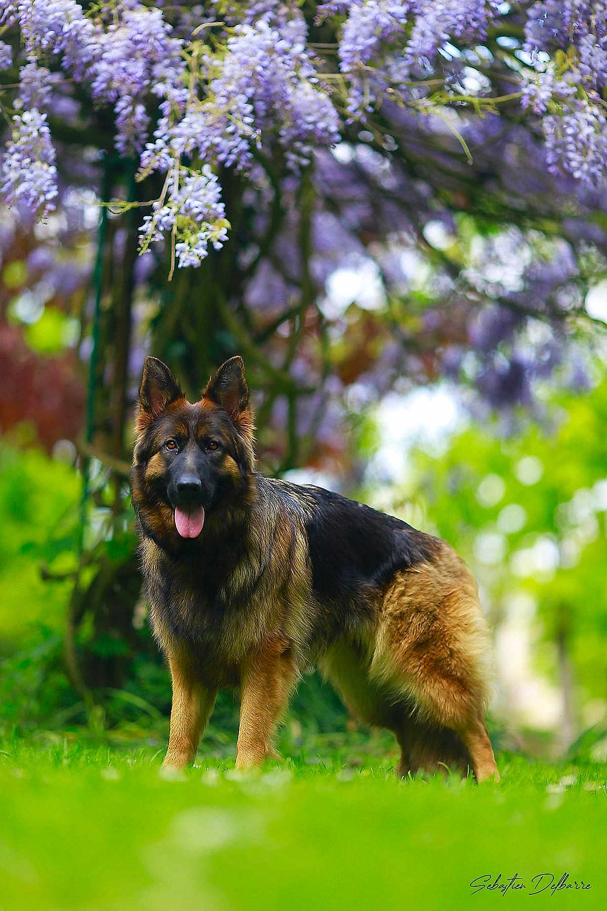 Sanka a rejoint le concours — aidez-le/la à gagner de superbes lots ! animal, canine, coyote, dog, field, flower, geranium, germanshepherd, grass, grassland, herbal, lupin, nature, outdoors, pet, plant, policedog, puppy, terrier, vegetation