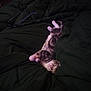 Binx is registered to the contest to win money with this photo: animal, bed, blanket, cat, comfort, cozy, cute, dark, feline, fur, indoor, kitten, paws, pet, relaxation, resting, sleeping, soft, stretching, whiskers