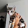 Binx is registered to the contest to win money with this photo: animal, cat, closeup, curious, cute, domestic, ears, feline, fur, hand, holding, indoor, kitten, light, paw, person, pet, ring, whiskers, young