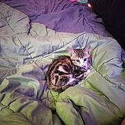 Binx is registered to the contest to win money with this photo: animal, bed, blanket, cat, comfort, cozy, curled_up, cute, domestic_animal, feline, fur, indoor, kitten, pet, resting, sleepy, small, soft, tabby, young