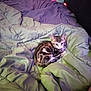 animal, bed, blanket, cat, comfort, cozy, curled_up, cute, domestic_animal, feline, fur, indoor, kitten, pet, resting, sleepy, small, soft, tabby, young