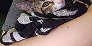 Binx is registered to the contest to win money with this photo: affection, animal, arm, cat, close_up, comfort, cozy, domestic, expression, face, hug, indoor, love, person, pet, skin, snuggle, striped_towel, tabby_cat, towel