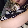 affection, animal, arm, cat, close_up, comfort, cozy, domestic, expression, face, hug, indoor, love, person, pet, skin, snuggle, striped_towel, tabby_cat, towel