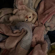 Ghost is registered to the contest to win money with this photo: animal, blanket, blue, cat, comfort, cozy, cute, fur, indoor, kitten, pet, pile, pink, playful, resting, small, soft, texture, warm, young