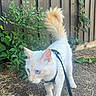 animal, cat, curious, daylight, ears, eyes, feline, fence, fur, greenery, ground, harness, leash, nature, outdoor, pet, plants, tail, walking, white_cat