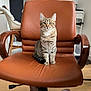 animal, calm, cat, chair, curious, ears_up, feline, fur, home_interior, indoor, leather_chair, looking_at_camera, modern, office_chair, pet, sitting, tabby_cat, whiskers, window, wood_floor