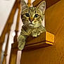 Boo participe au concours pour gagner de l'argent avec cette photo : kitten, cat, tabby, wood, staircase, railing, paw, curious, indoor, pet, animal, closeup, fur, whiskers, ears, young, cute, portrait, soft_focus, domestic