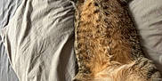 Boo participe au concours pour gagner de l'argent avec cette photo : cat, tabby, bed, blanket, fur, paws, stretching, wide_eyes, indoor, resting, cute, animal, pet, sleepy, cozy, feline, whiskers, relaxed, domestic, cute_animal