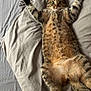 animal, bed, blanket, cat, cozy, cute, cute_animal, domestic, feline, fur, indoor, paws, pet, relaxed, resting, sleepy, stretching, tabby, whiskers, wide_eyes